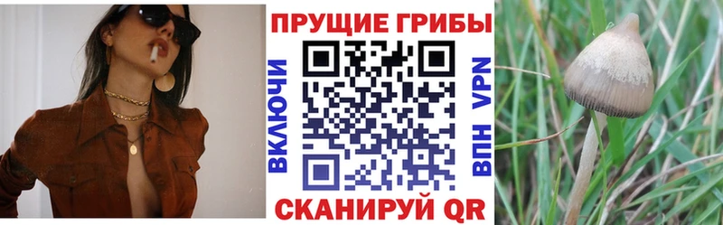 Купить где  Дзержинск  Псилоцибиновые грибы Cubensis 